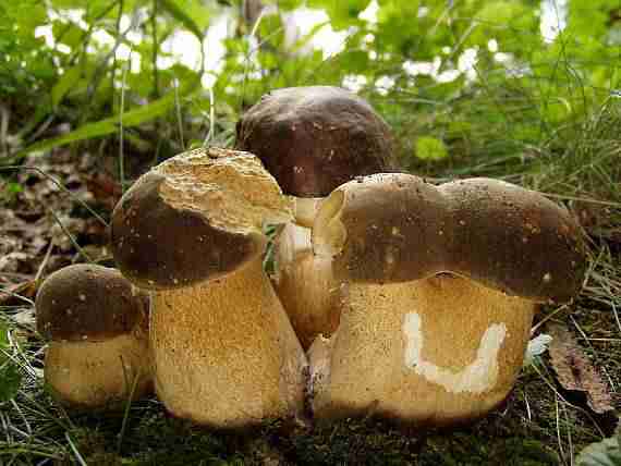  Image name: 161 Porcino.jpg 
 width: 570 pixel 
 height: 428 pixel 
 Size: 21143 bytes 
 Click to enlarge 